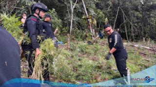 Bersama Brimob, BNNP Sumut Musnahkan Ladang Ganja Dua Hektar Di madina